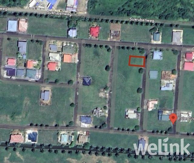 Canarypalmlaan Palm Grove